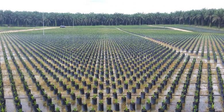 Resolusi Sawit, Uni Eropa ke Riau